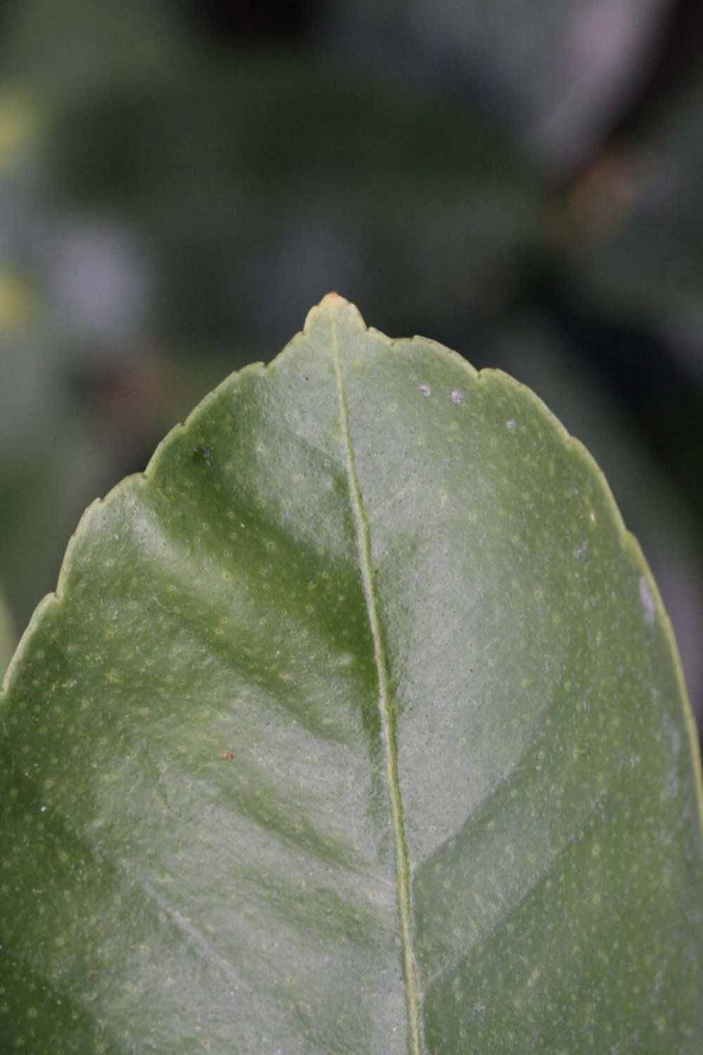            Margin (Egyptian, Riverside, CA)   